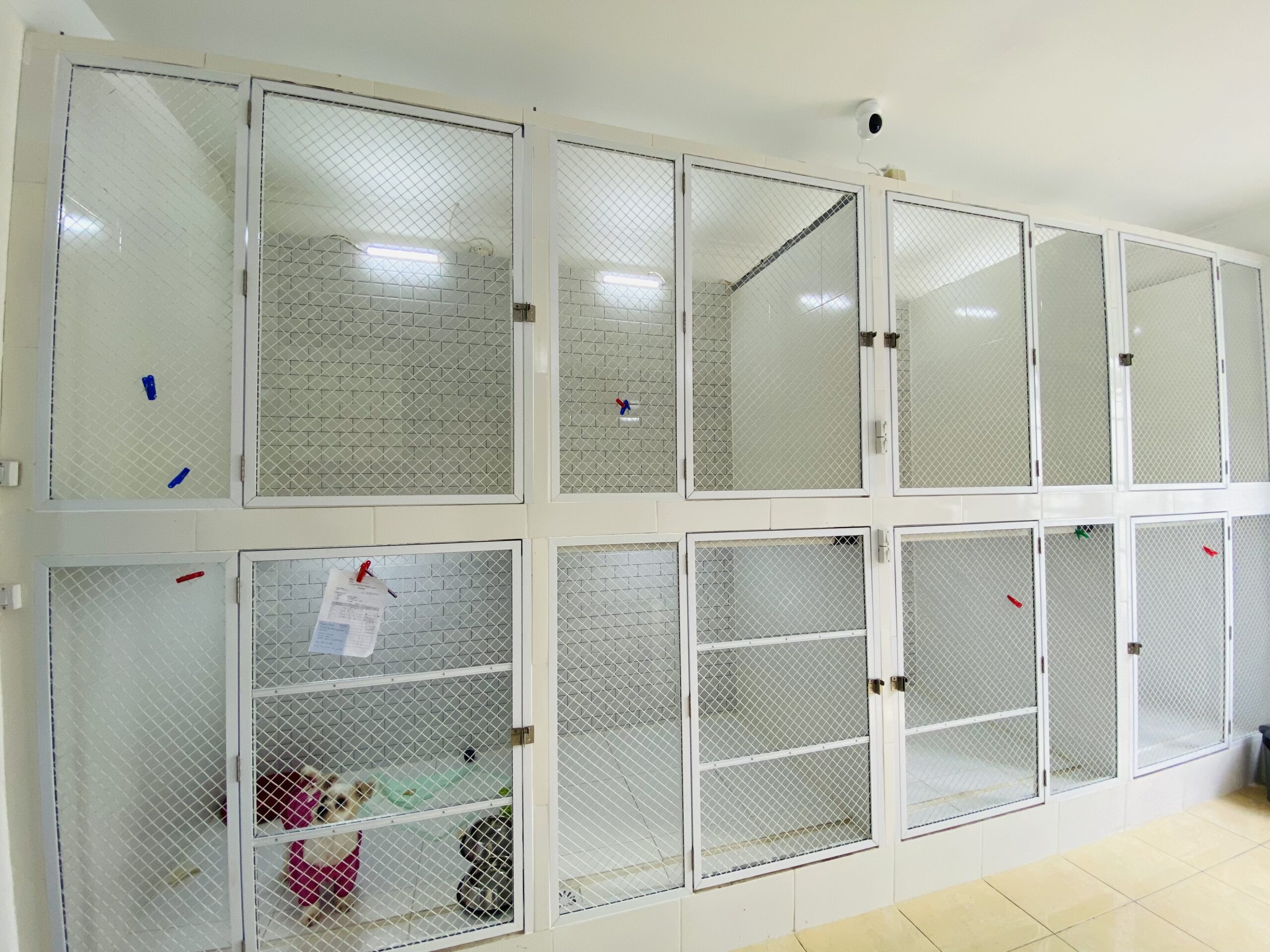R. Dog Hotel